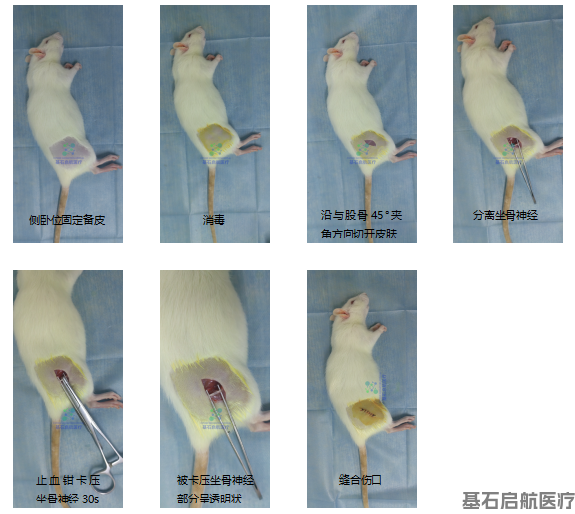 坐骨神经损伤模型制备SOP