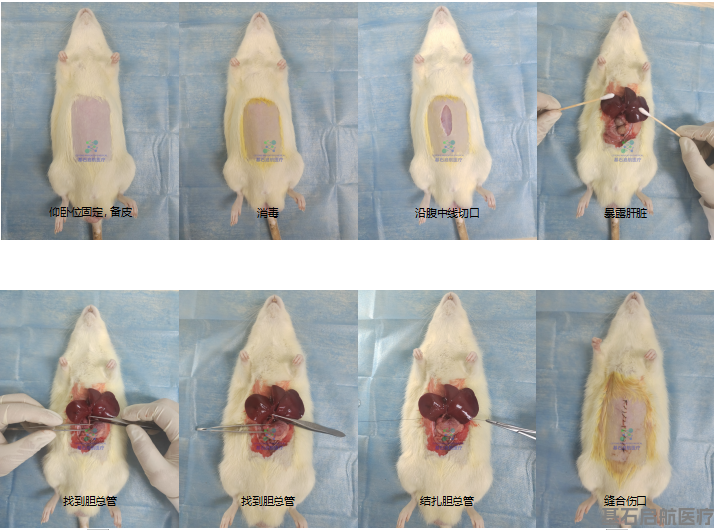 肝硬化/肝纤维化模型制备SOP