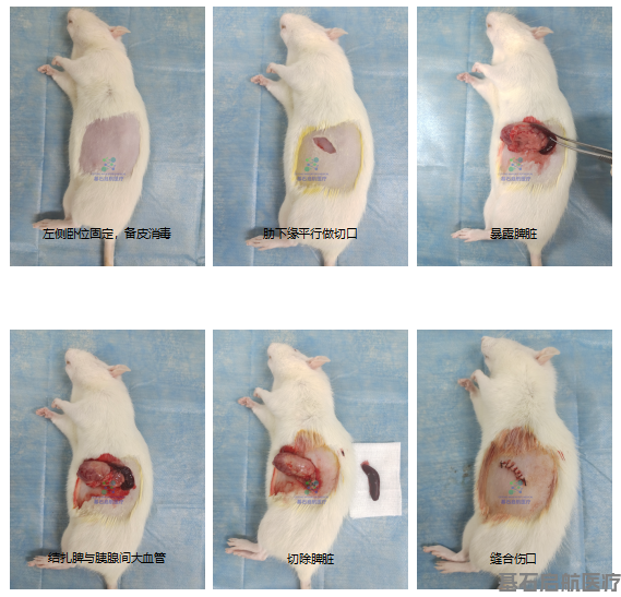 脾切除模型制备SOP