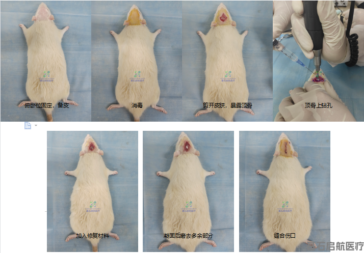 骨缺损模型制备SOP